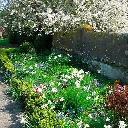 Mohnblume Nr2 *